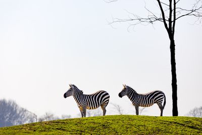 Steppezebras (Equus quagga)