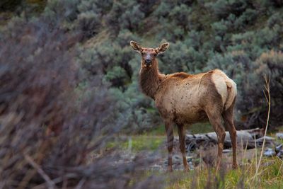 Wapiti