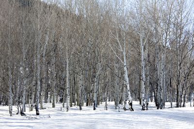 Birch trees
