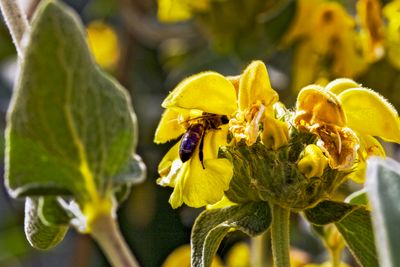Bee seeking for nectar
