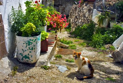 Cat in the yard