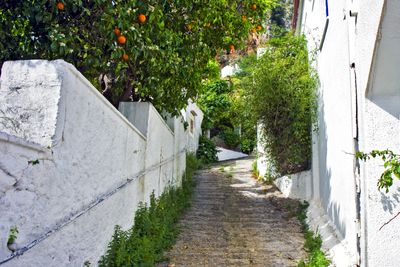 Small lane and an orange tree