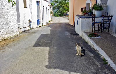 Cat on the road