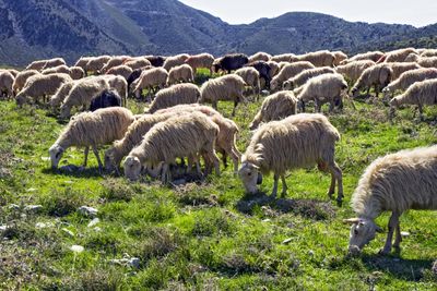 Sheep