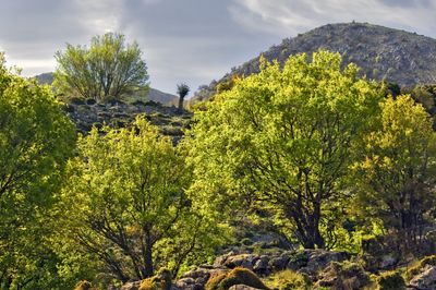 Trees on the hills