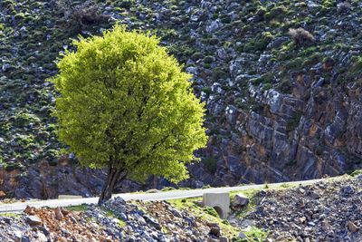 Lonely tree in springtime
