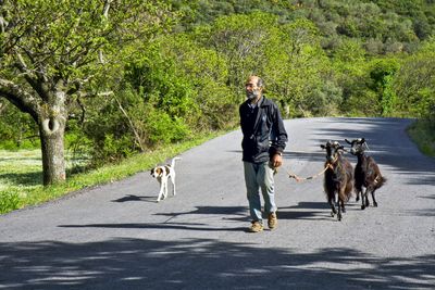 Two goats, a dog and a man