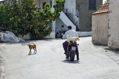 Dogcarrier