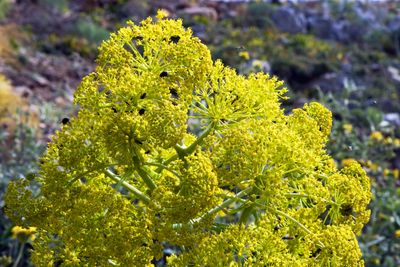 Ferula Communis (giant fennel)