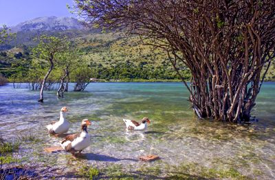 Geese