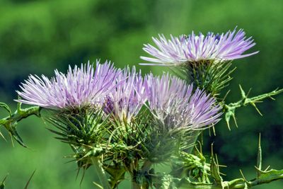 Purple milk thistle flower
