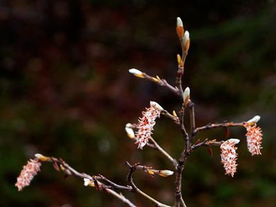 Spring buds, at Peyto Lake