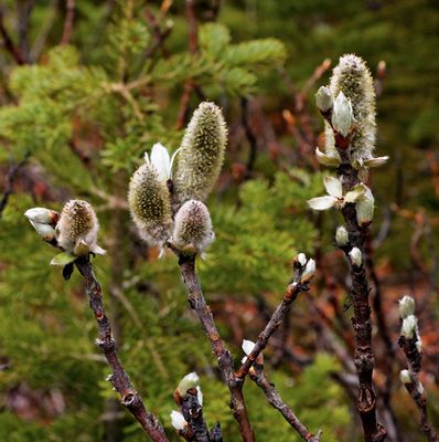 Spring buds, at Peyto Lake