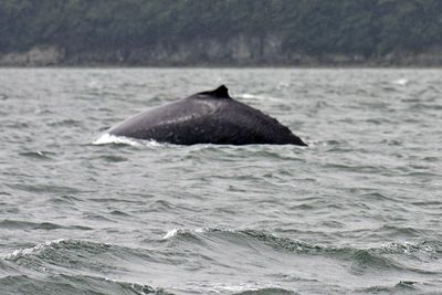 Humpback whale in Auk Bay
