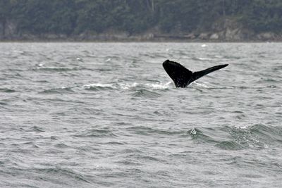 Humpback whale diving in Auk Bay,