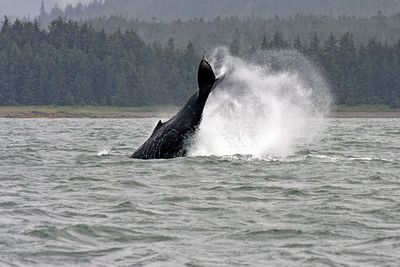 Humpback whale in Auk Bay