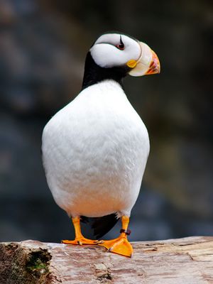 Horned Puffin
