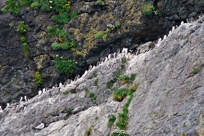 Common Murres, on Resurrection Bay
