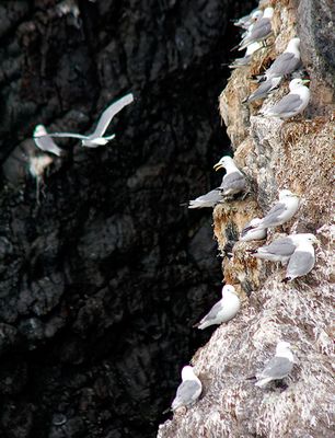 Black-legged Kittiwakes, on Resurrection Bay