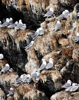 Black-legged Kittiwakes, on Resurrection Bay