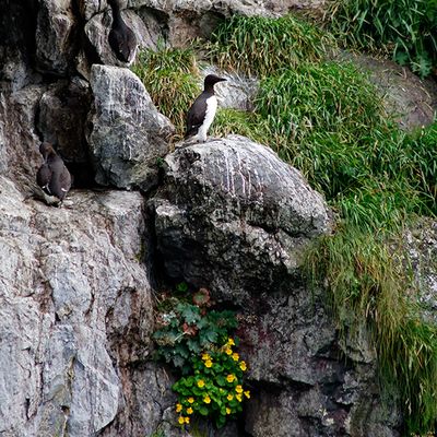 Common Murres, on Resurrection Bay