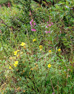 Wildflowers on Polychrome Pass