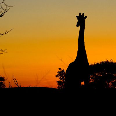 Giraffe at dawn