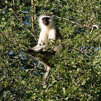 Vervet Monkey