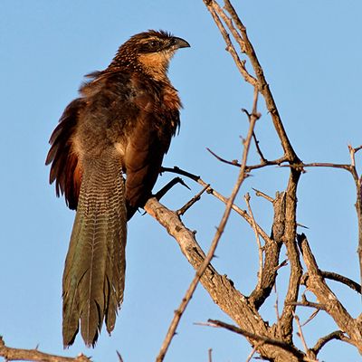 White-browed Coucal