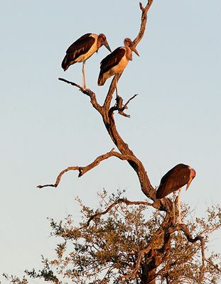 Maribou Storks, turning it in for the night