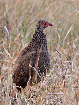 Swainson's Francolin