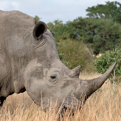 Rhino profile