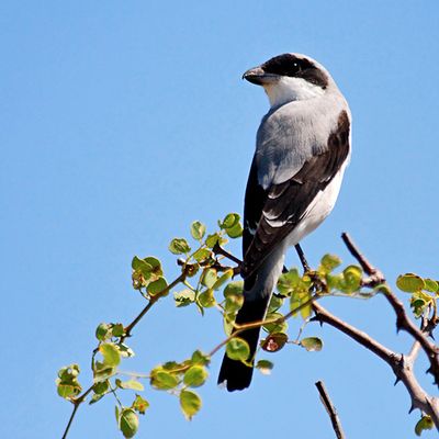 Lesser Grey Shrike