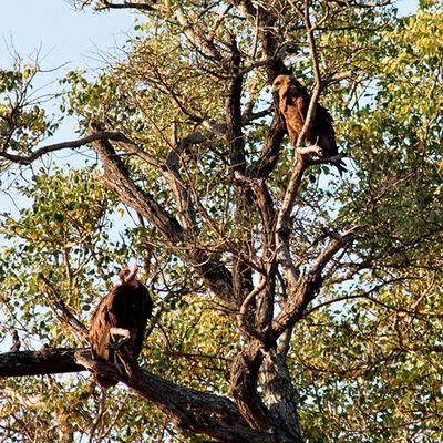 Tawny Eagle and White-headed Vulture