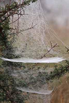 Massive spider web