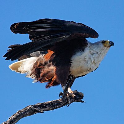 Fish Eagle