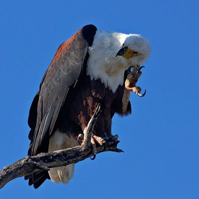 An itchy Fish Eagle