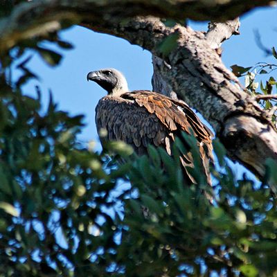 White-backed Vulture