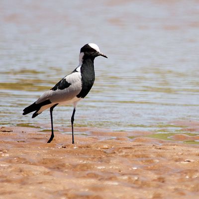 Blacksmith Plover