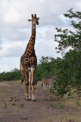 Giraffe and Zebra, strolling down the road