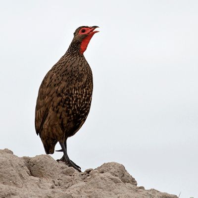 Swainson's Francolin