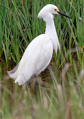 Snowy Egret