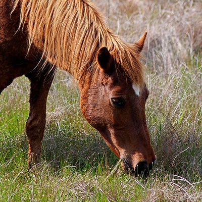 Wild Horse