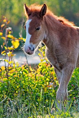 Wild Horse