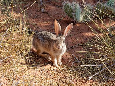 White-tailed jack rabbit, near Broken Arch