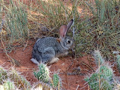 White-tailed jack rabbit, near Broken Arch
