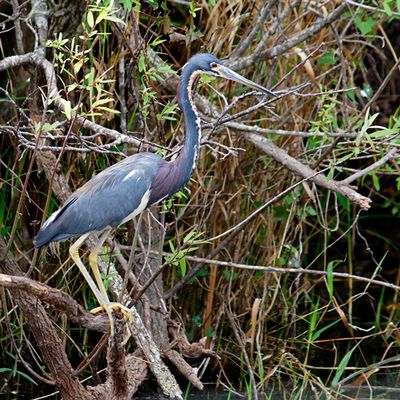 Tricolored Heron