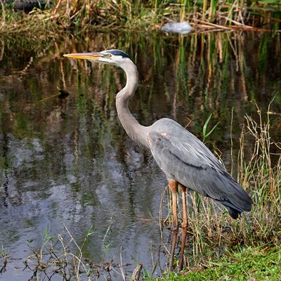 Great Blue Heron