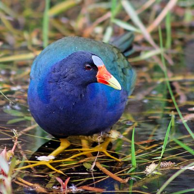 Purple Gallinule