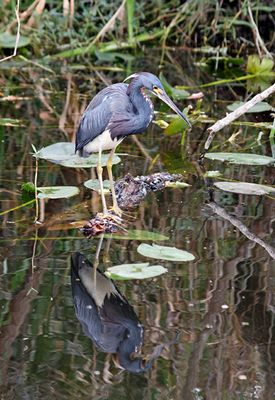 Tricolored Heron